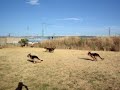 Adiestramiento Centro Canino Rukuba Llamada múltiple