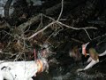Coon Hunting