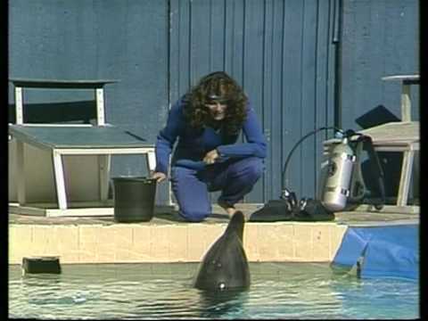דולפינריום - דולפינריום תל אביב - מתוך שלוש ארבע חמש וחצי.