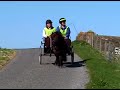 Shetland Dwaams