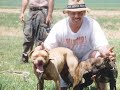 Kershners Gamedogs Dog Town