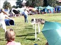 Agility Deutsche Vereinsmeisterschaft 2008 Agility Deutsche Vereinsmeisterschaft 2008