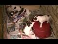 videos de Springer Spaniel pups playing in their pen. Canon HF100 testing!
