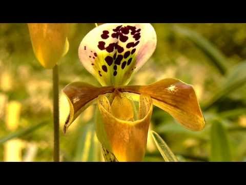 Orchideen Arten: Paph gratrixianum