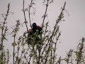 Rotschulterst�rling [Red-winged Blackbird] Singvogel