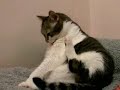 my new video of cats my new video of cats