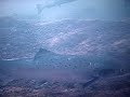 Atlantic Salmon Webcam