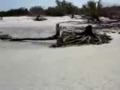 Dead Mermaid Found On Beach