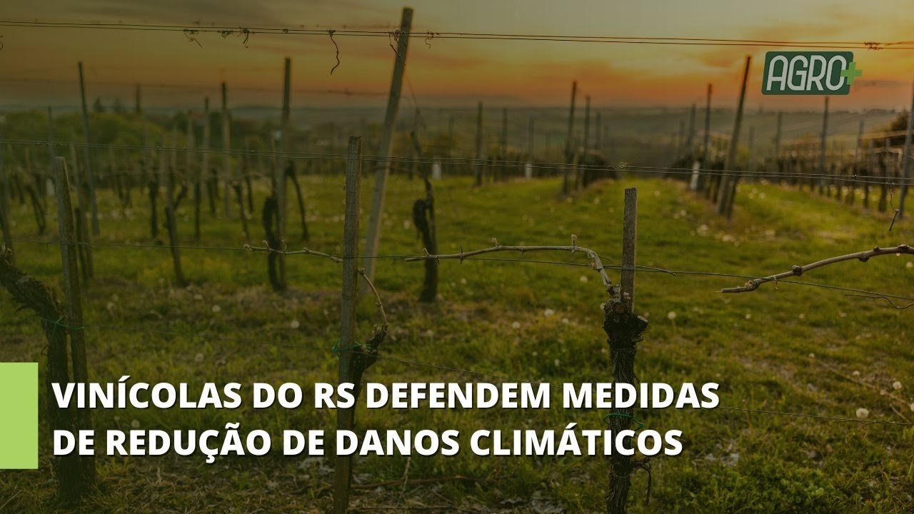 Helio Marchioro, pres. Fecovinho e os desafios de produção e comercialização.