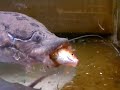 African lungfish feeding African lungfish feeding
