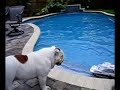 Boating Bulldogs - Kiwi and Linus (Part 1)