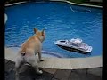boating bulldogs   kiwi and linus  part 1 