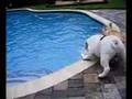 Boating Bulldogs - Kiwi and Linus (Part 1)