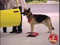 JFL Prank: Angry Dog Gag