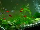 The shrimp