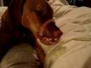 Vizsla vs. Salami