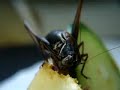 ??????????????? Short-Winged Katydid Eating Apple ??????????????? Short-Winged Katydid Eating Apple