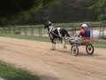Haka, 2yr old skewbald pacer Haka, 2yr old skewbald pacer