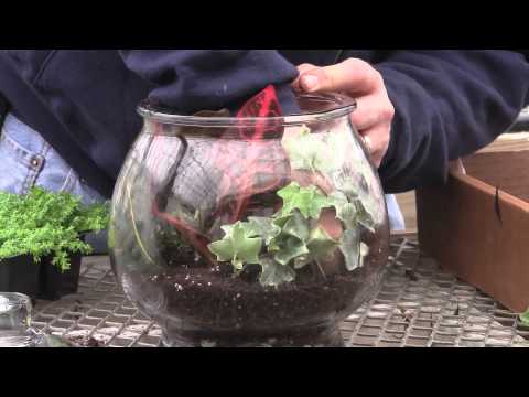 how to replant a terrarium