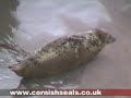 A Seal Family