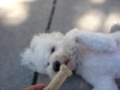 BICHON DOG PLAY PIECK-BOO / WILLY -SERA