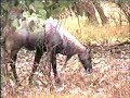 Indian Wildlife Safari - Rajasthan