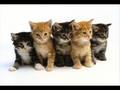 videos de puppy loves_0002.wmv