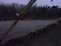CLIP0003.AVI