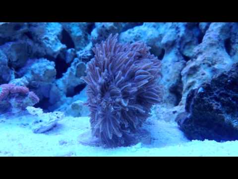 how to care for pulsing xenia
