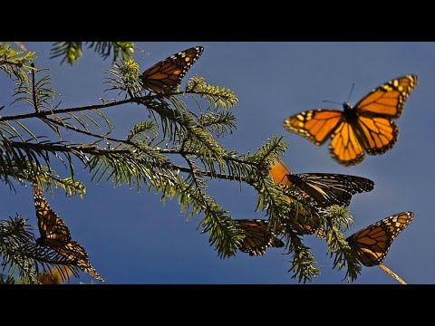 Millionen Monarch-Falter fallen in Mexiko ein und wolle ...