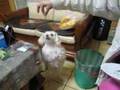 My-pet-03