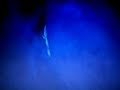 Venomous Scorpion glow in the dark at Arizona Sonoran Desert Venomous Scorpion glow in the dark at Arizona Sonoran Desert