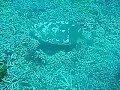 Hawksbill Turtle, Similian Islands Hawksbill Turtle, Similian Islands
