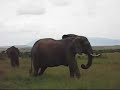 Giraffen en Olifanten