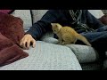 Funny Kitten Cats- Death by Kitten