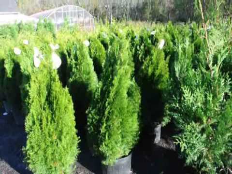 how to transplant a weeping norway spruce