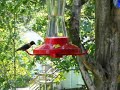 Why You Need a Hummingbird Feeder--Part 1