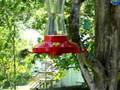 Hummingbirds favorite foods