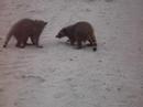 raccoons raccoons