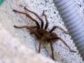 Aranha Aranha