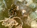 Ptasznik i jego naturalny sposób polowania na pokarm:)
