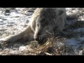 Wolf Park Week- January 31, 2010