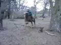 highfield farm livery stables ...X