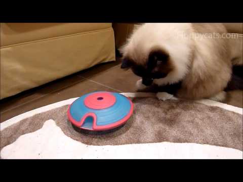 Nina Ottosson Treat Maze Interactive Game for Cats Review 0 Nina Ottosson Treat Maze Interactive Game for Cats Review