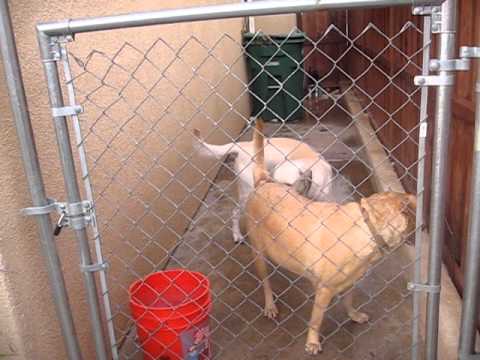 Breeding - My pawpas and some other bitch, I mean dog. bumpin' uglies.