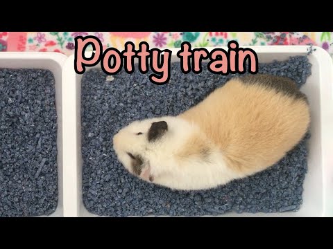 video-linktoworks-Potty train your guinea pig - How to -
