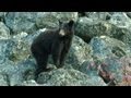 Bear, Motorcycle riding, British Columbia, Canada/VRIDETV