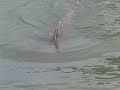 dolphin working hard for his meal created by Leiza Halsey of Clearwater Florida dolphin working hard for his meal created by Leiza Halsey of Clearwater Florida