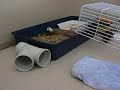 Leelu Pig Leelu Pig