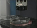 Non-controversial Stem Cells